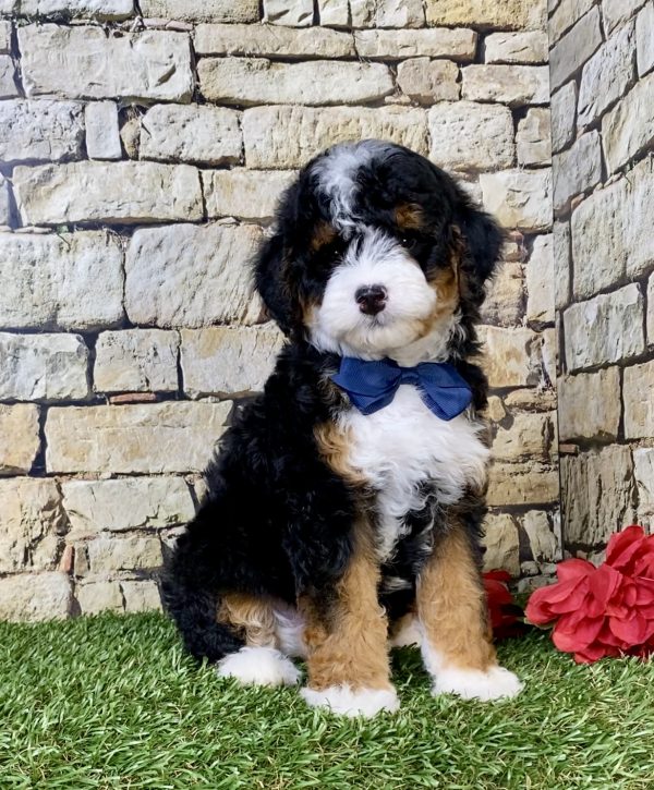 Photo of Mr. Stan the F1B Micro Mini-Bernedoodle puppy
