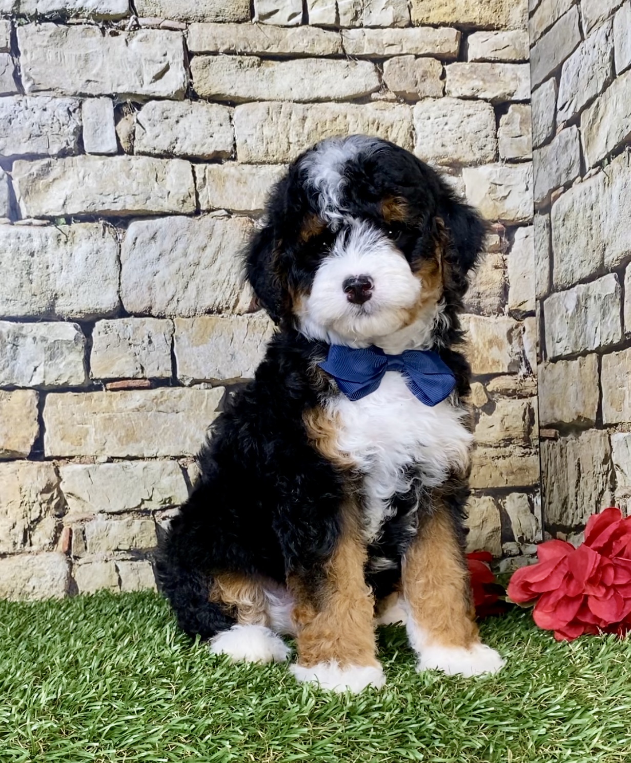 Photo of Mr. Stan the F1B Micro Mini-Bernedoodle puppy