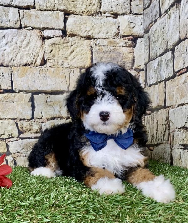 Photo of Mr. Stan the F1B Micro Mini-Bernedoodle puppy