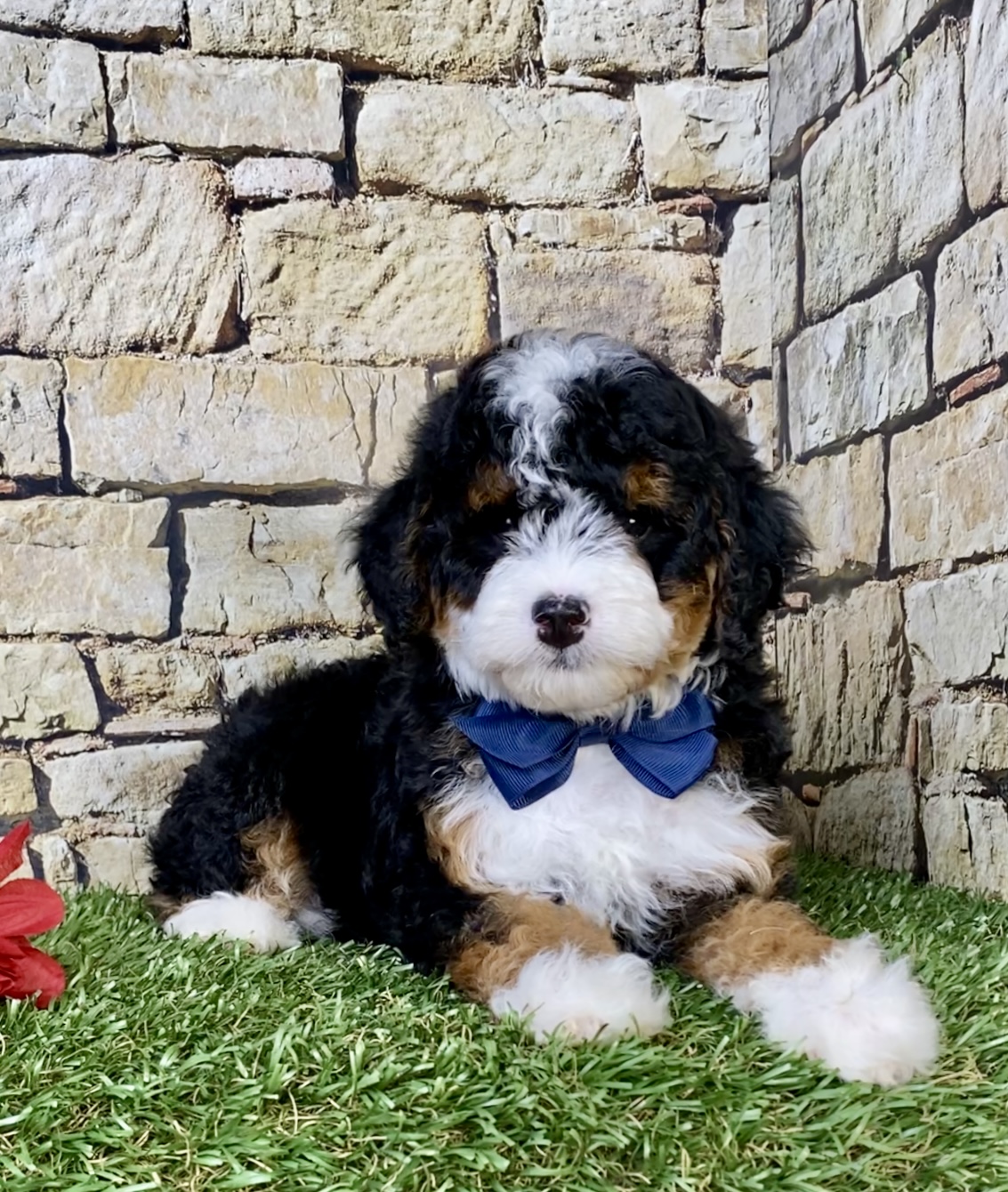 Photo of Mr. Stan the F1B Micro Mini-Bernedoodle puppy