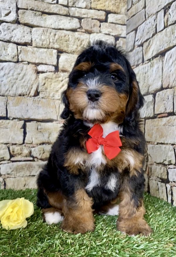 Photo of Mr. Theo the Mini-Bernedoodle puppy