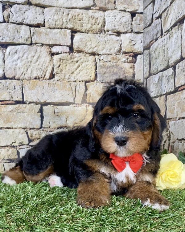 Photo of Mr. Theo the Mini-Bernedoodle puppy