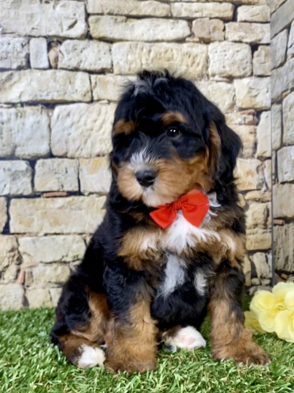 Photo of Mr. Theo the Mini-Bernedoodle puppy