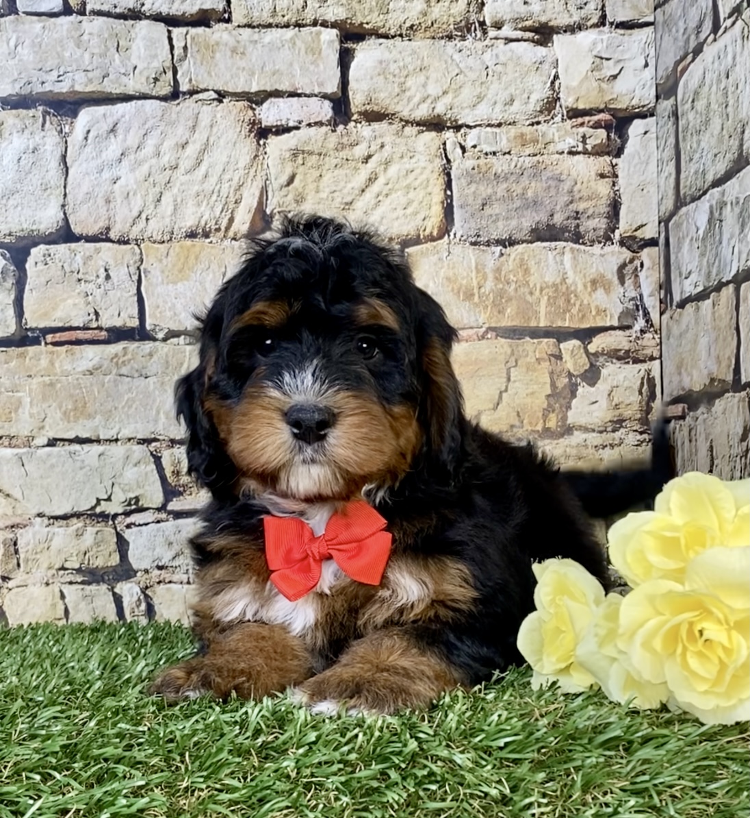 Photo of Mr. Theo the Mini-Bernedoodle puppy