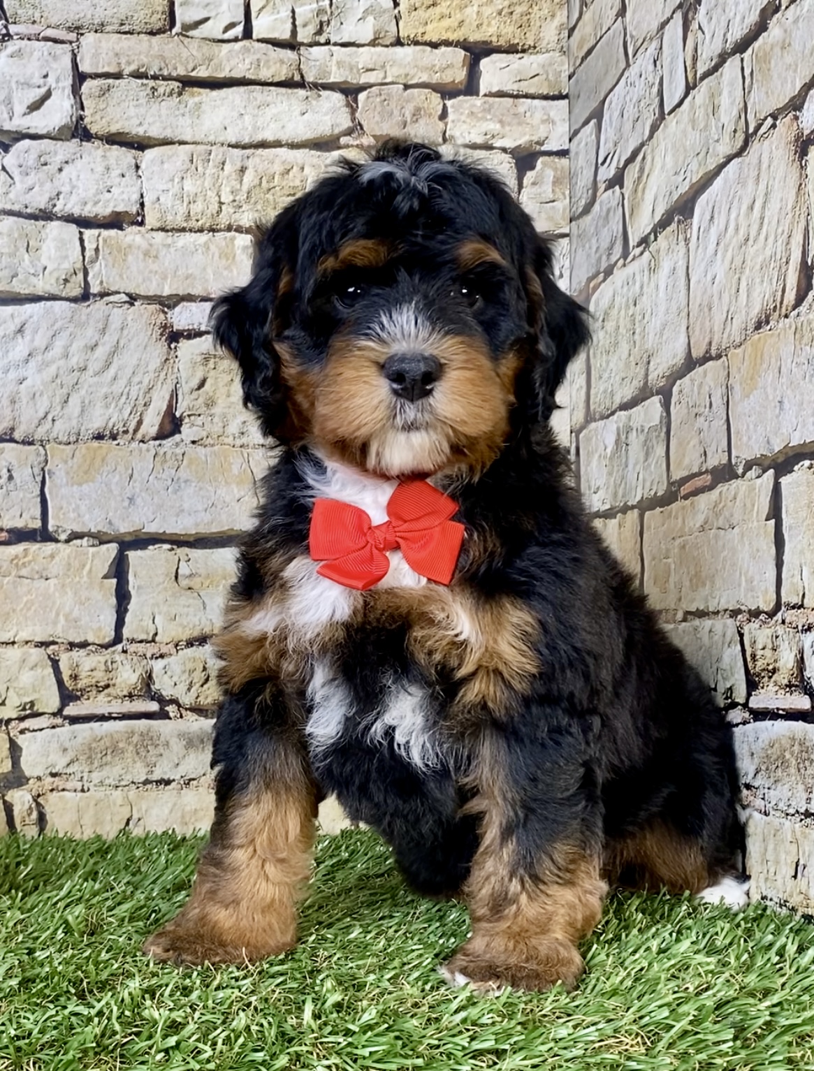 Photo of Mr. Theo the Mini-Bernedoodle puppy