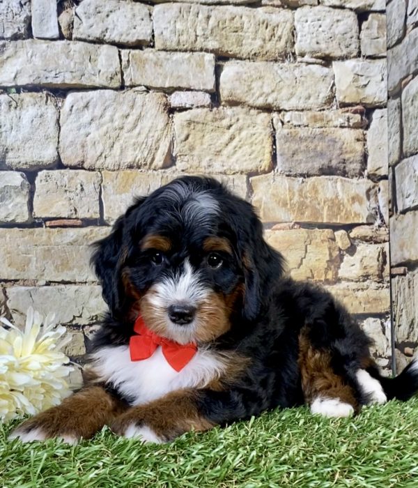 Photo of Mr. Toby the Mini-Bernedoodle puppy