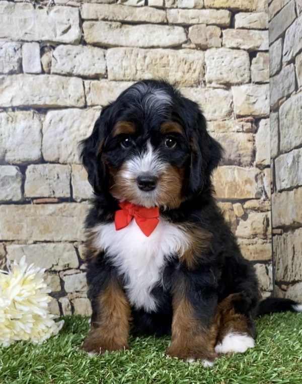 Mr. Toby the  Mini-Bernedoodle puppy