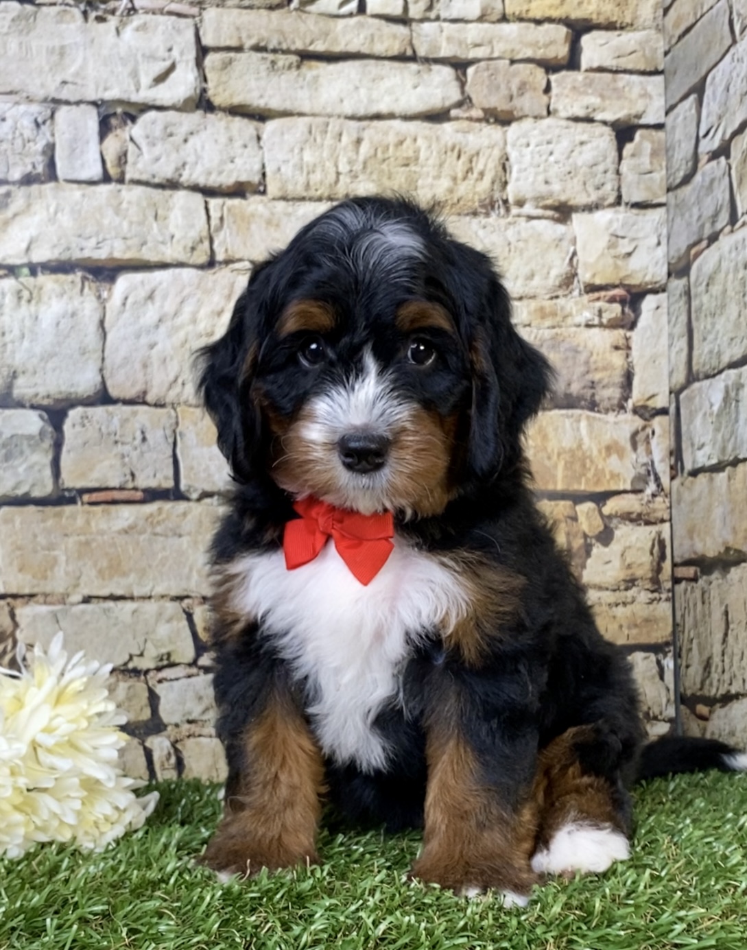 Photo of Mr. Toby the Mini-Bernedoodle puppy