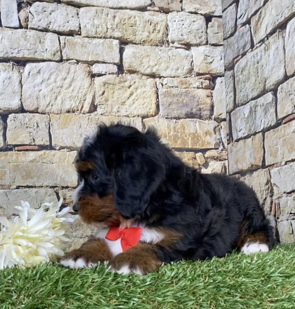 Photo of Mr. Toby the Mini-Bernedoodle puppy