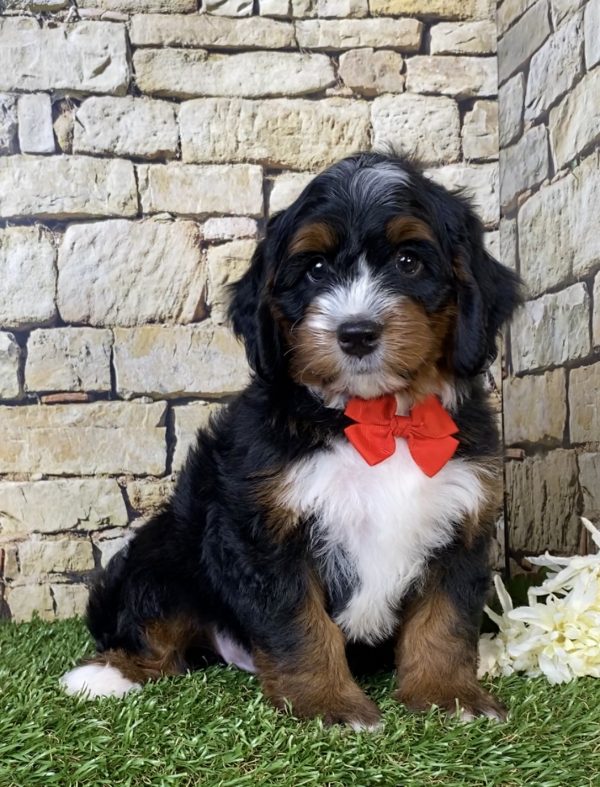 Photo of Mr. Toby the Mini-Bernedoodle puppy