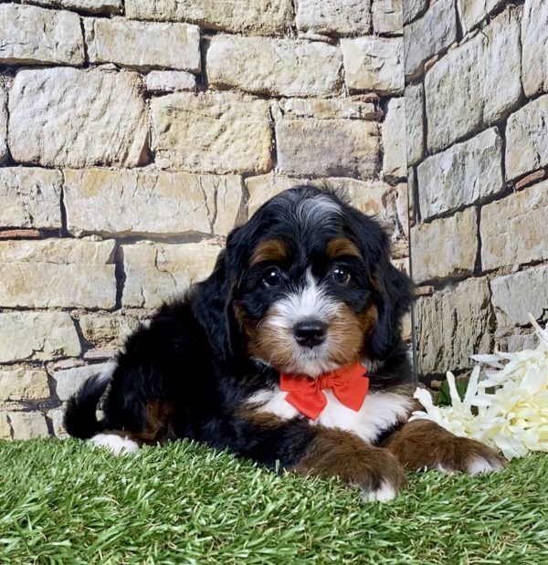Photo of Mr. Toby the Mini-Bernedoodle puppy