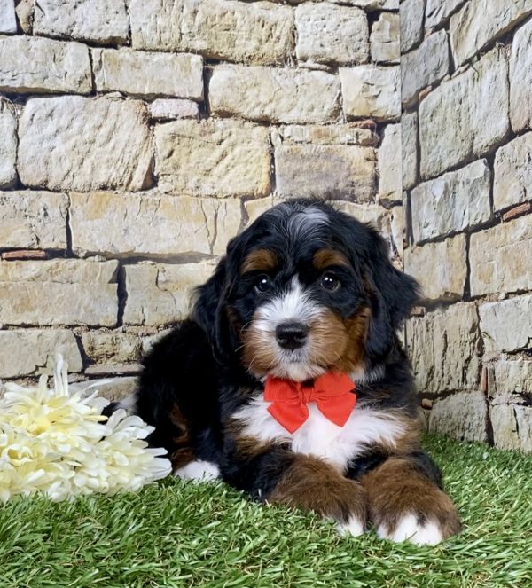 Photo of Mr. Toby the Mini-Bernedoodle puppy