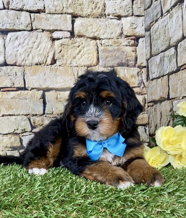Photo of Mr. Troy the Mini-Bernedoodle puppy