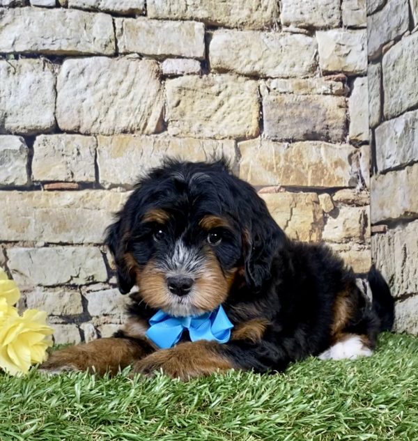 Photo of Mr. Troy the Mini-Bernedoodle puppy