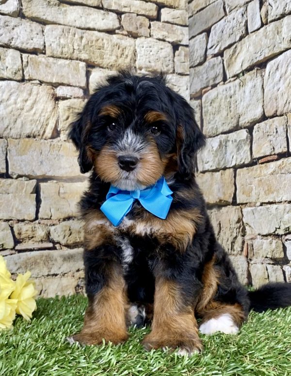 Photo of Mr. Troy the Mini-Bernedoodle puppy