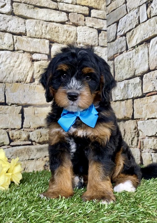 Photo of Mr. Troy the Mini-Bernedoodle puppy