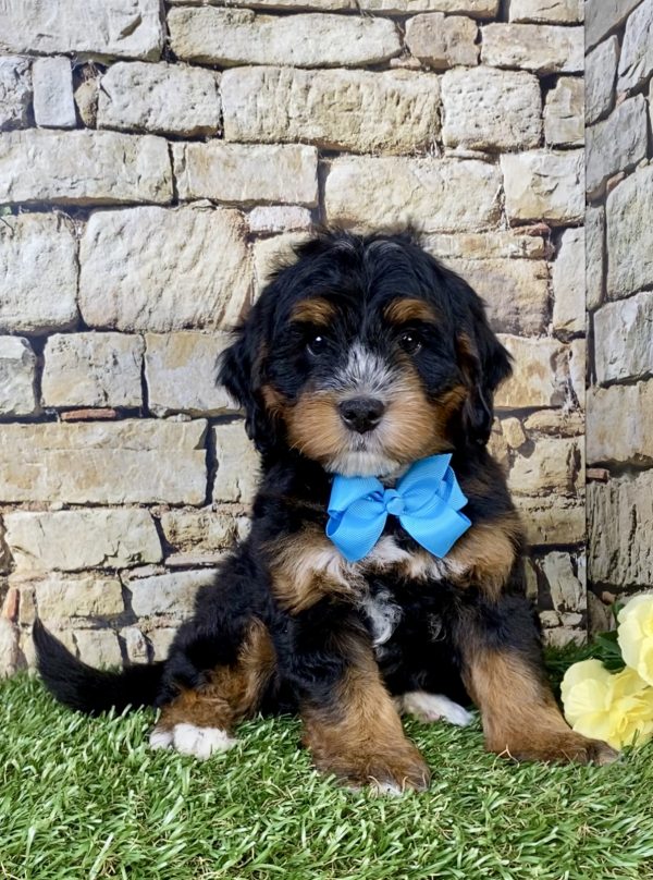 Mr. Troy the  Mini-Bernedoodle puppy