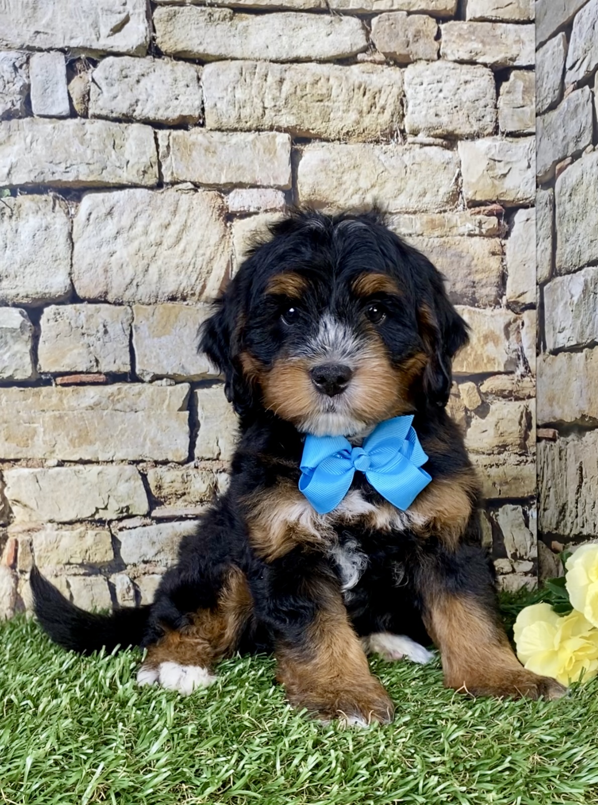 Photo of Mr. Troy the Mini-Bernedoodle puppy