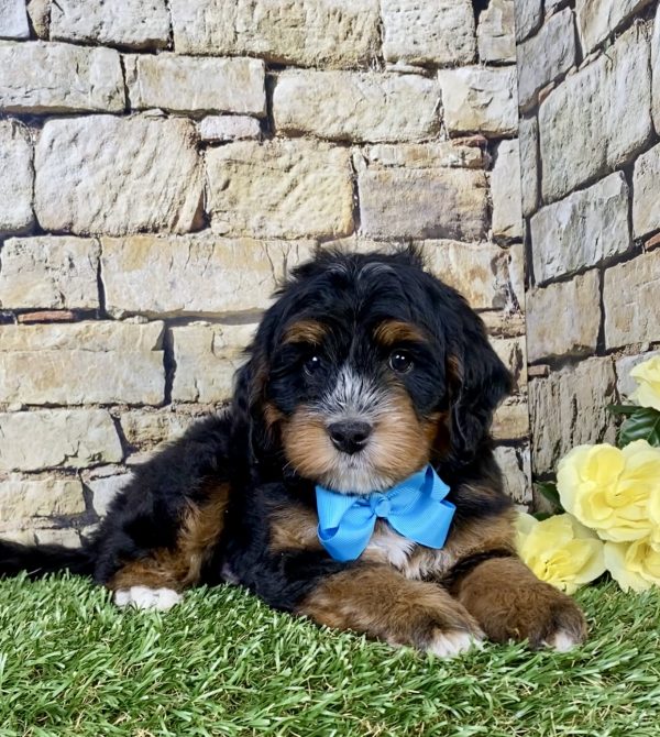 Photo of Mr. Troy the Mini-Bernedoodle puppy