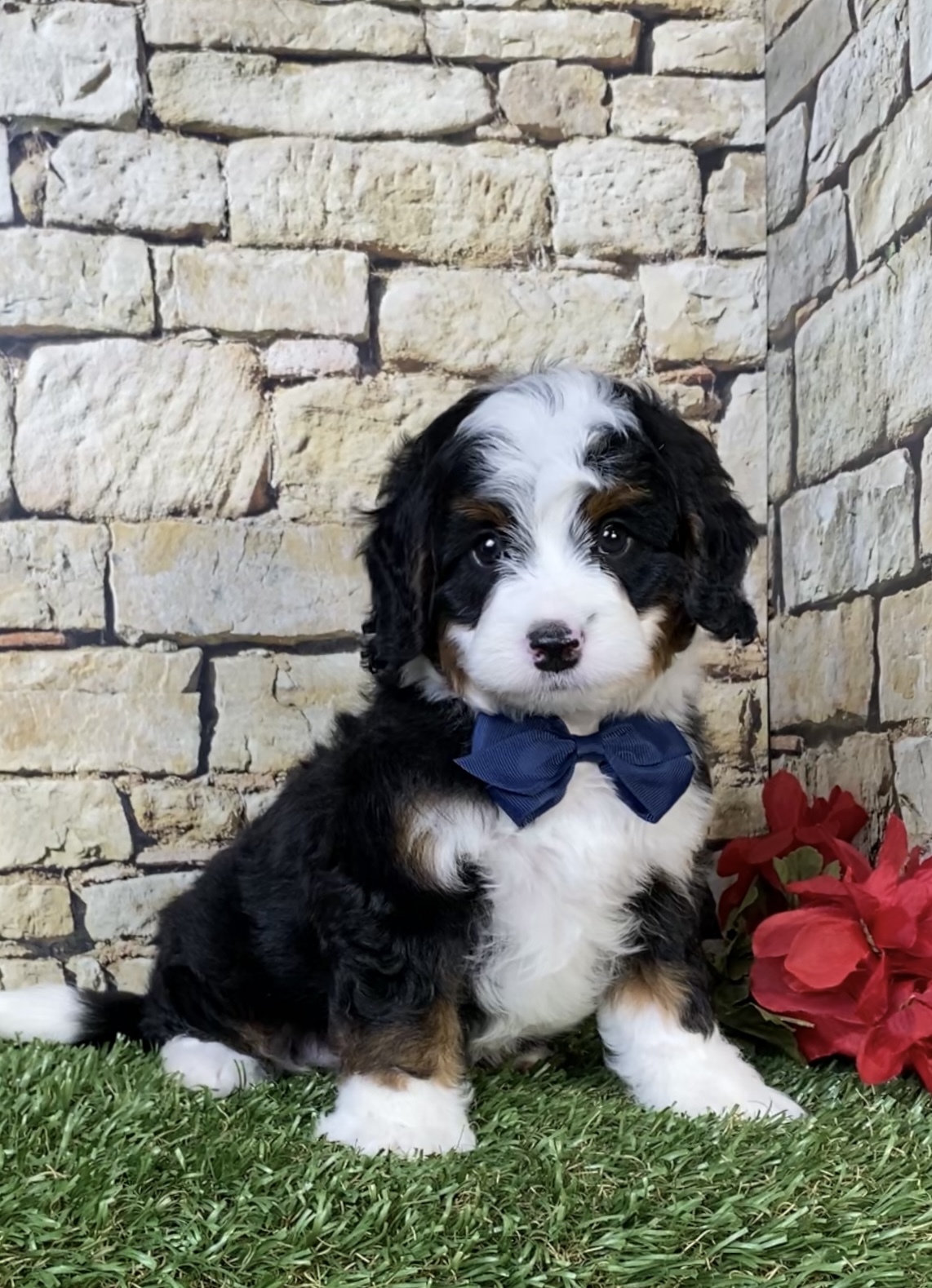 Photo of Mr. Tyler the Mini-Bernedoodle puppy