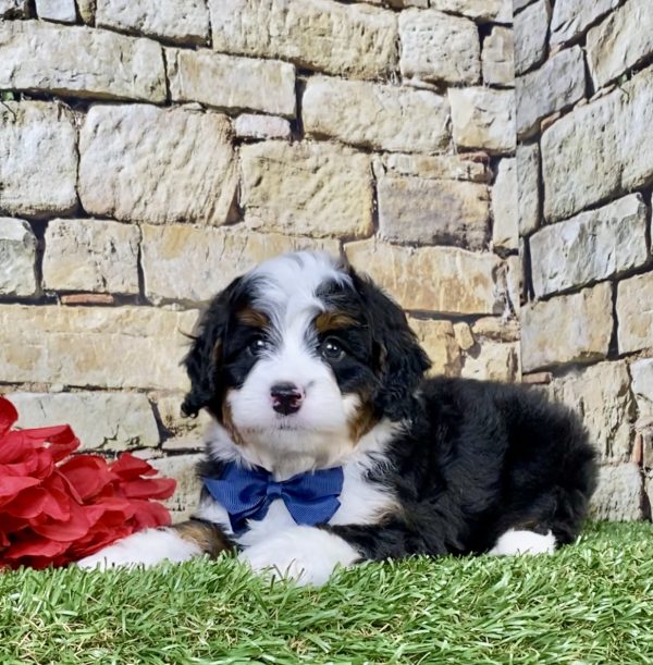 Photo of Mr. Tyler the Mini-Bernedoodle puppy