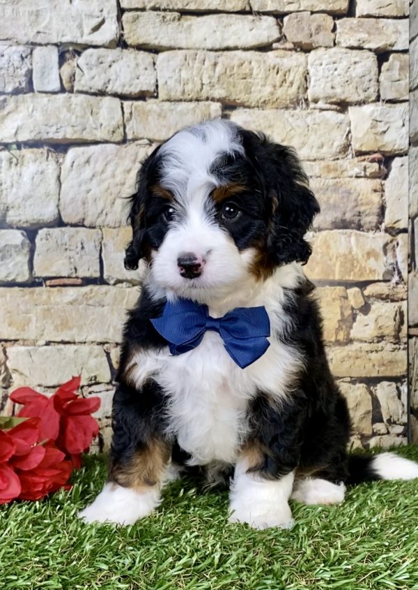 Photo of Mr. Tyler the Mini-Bernedoodle puppy