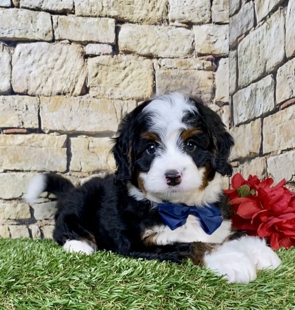 Photo of Mr. Tyler the Mini-Bernedoodle puppy