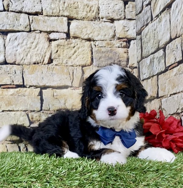 Photo of Mr. Tyler the Mini-Bernedoodle puppy