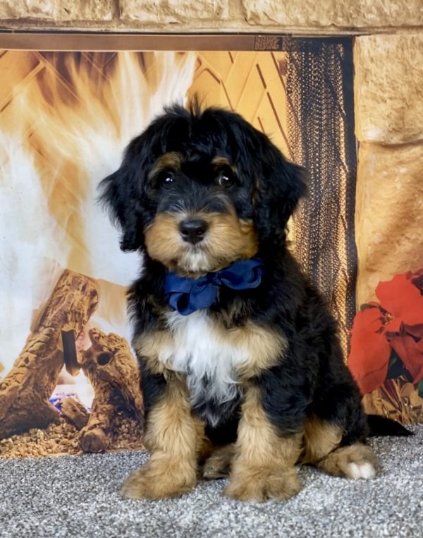 Mr. Ultra the Mini-Bernedoodle puppy