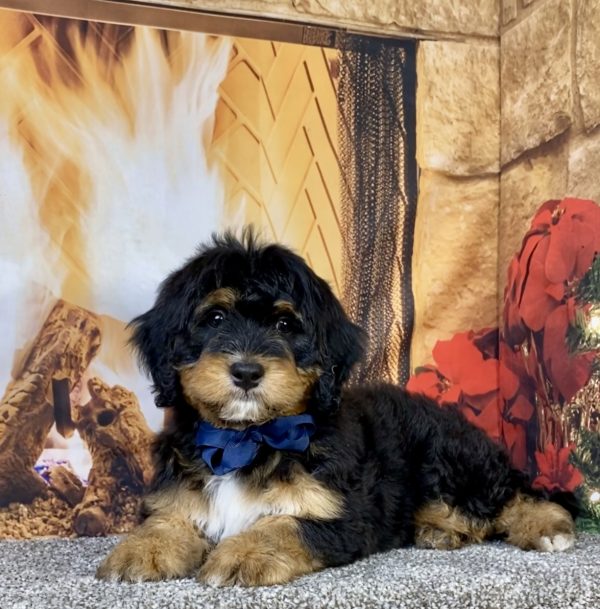 Photo of Mr. Ultra the Mini-Bernedoodle puppy