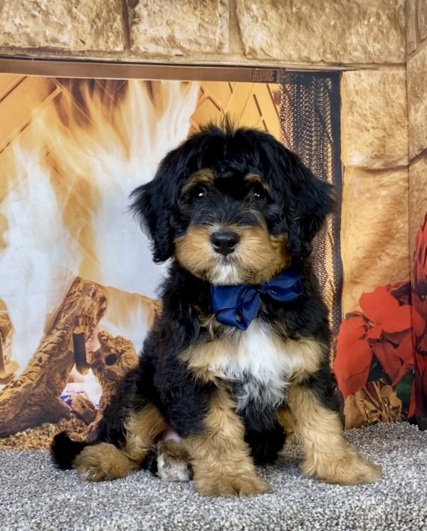 Photo of Mr. Ultra the Mini-Bernedoodle puppy