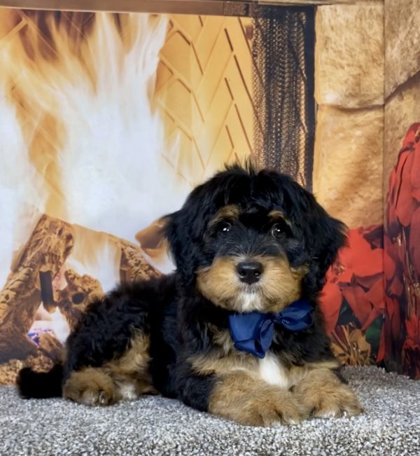 Photo of Mr. Ultra the Mini-Bernedoodle puppy