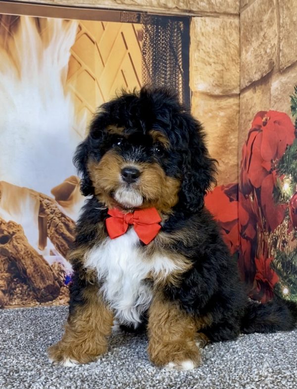 Mr. Uno the Mini-Bernedoodle puppy