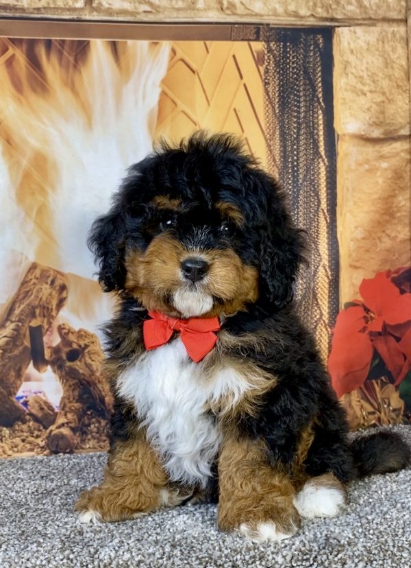 Photo of Mr. Uno the Mini-Bernedoodle puppy