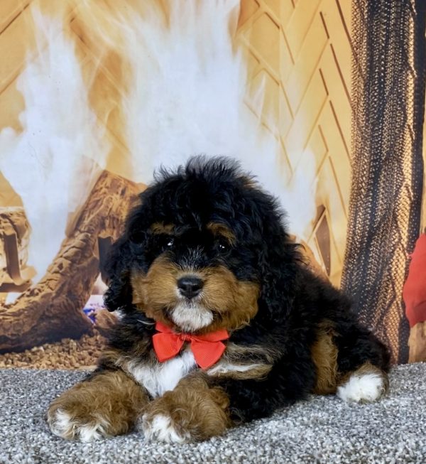 Photo of Mr. Uno the Mini-Bernedoodle puppy
