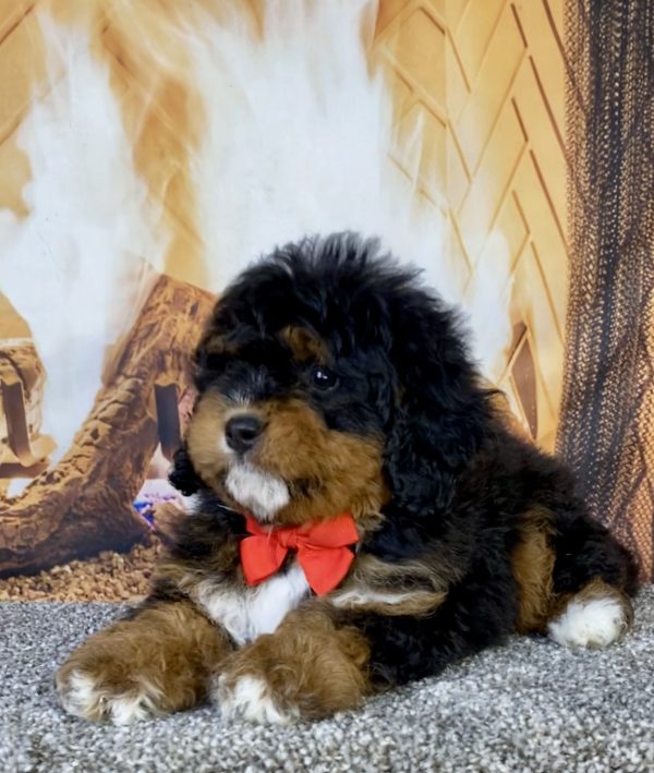 Photo of Mr. Uno the Mini-Bernedoodle puppy