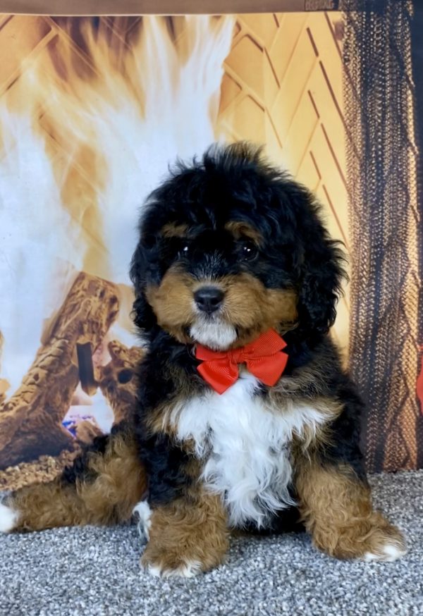 Photo of Mr. Uno the Mini-Bernedoodle puppy