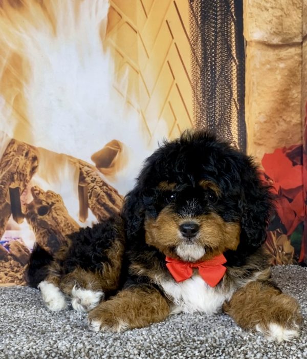 Photo of Mr. Uno the Mini-Bernedoodle puppy