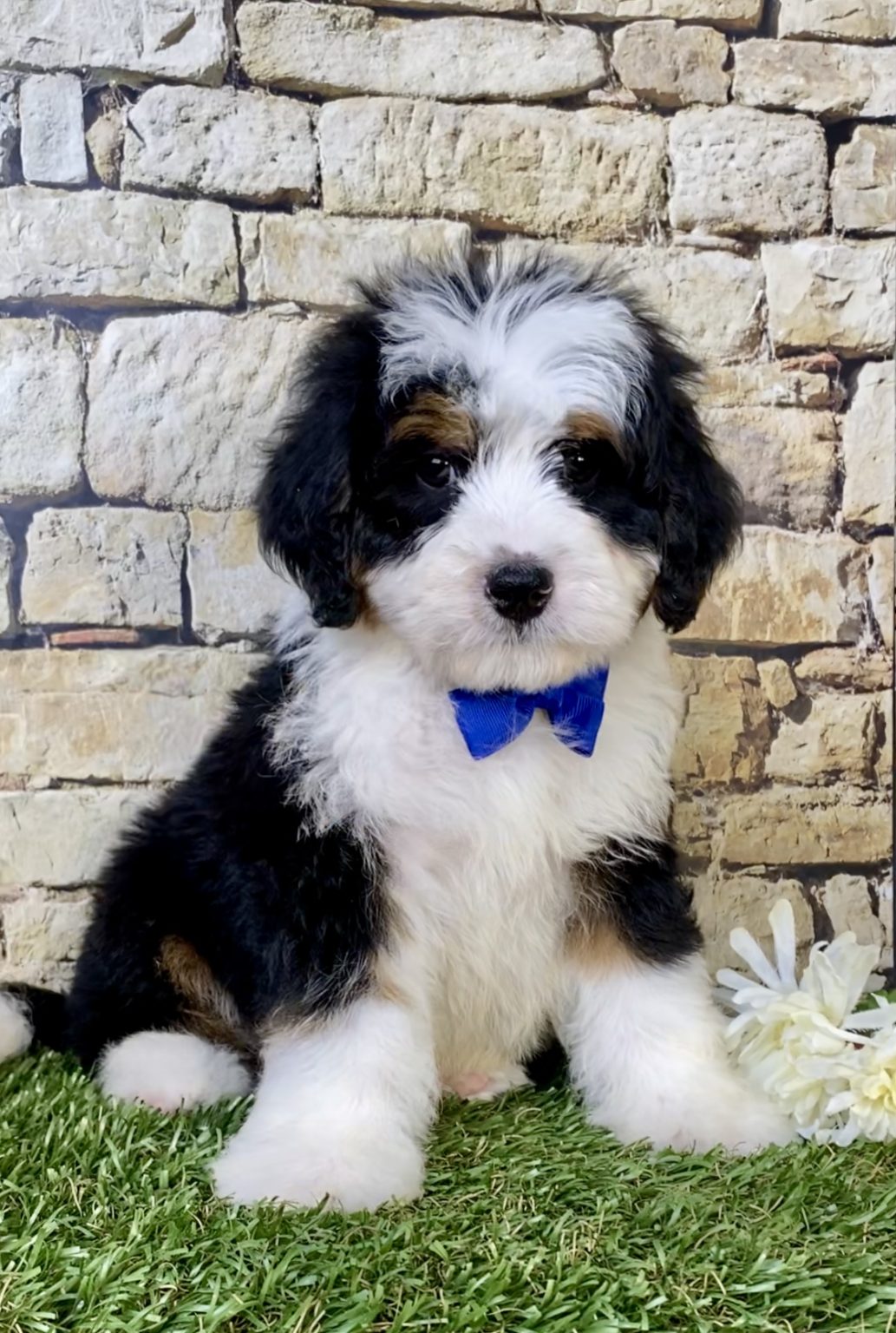 Photo of Mr. Victor the Mini-Bernedoodle puppy