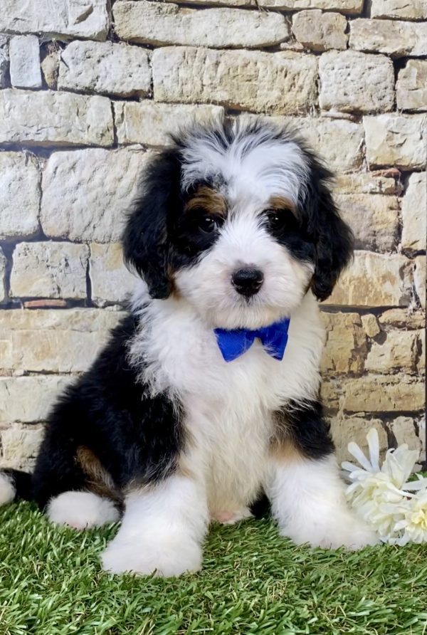 Mr. Victor the Mini-Bernedoodle puppy