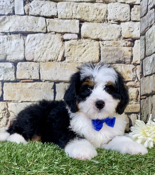 Photo of Mr. Victor the Mini-Bernedoodle puppy