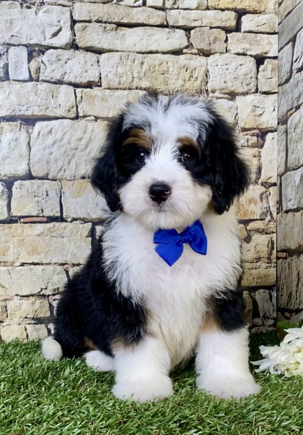Photo of Mr. Victor the Mini-Bernedoodle puppy