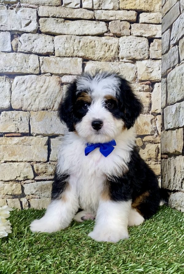 Photo of Mr. Victor the Mini-Bernedoodle puppy