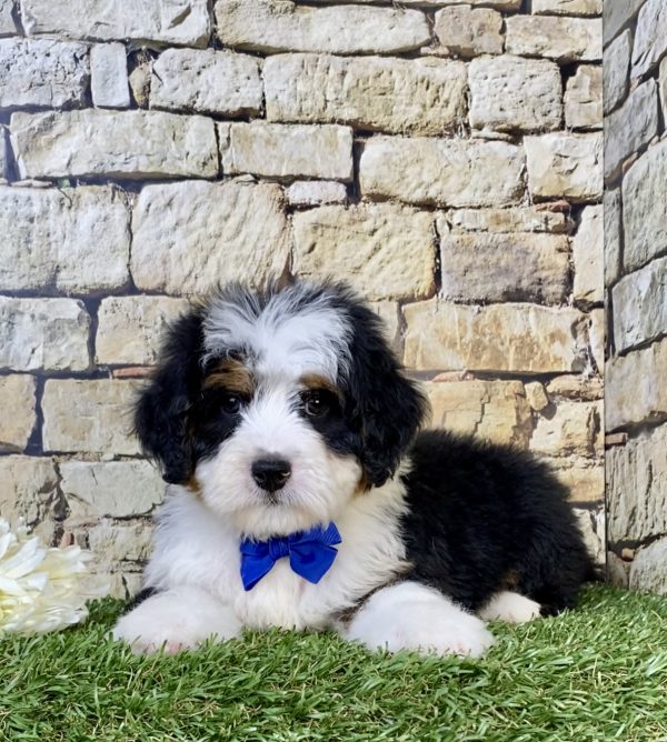 Photo of Mr. Victor the Mini-Bernedoodle puppy
