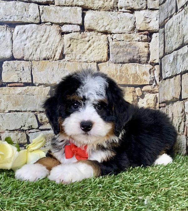 Photo of Mr. Vince the Mini-Bernedoodle puppy