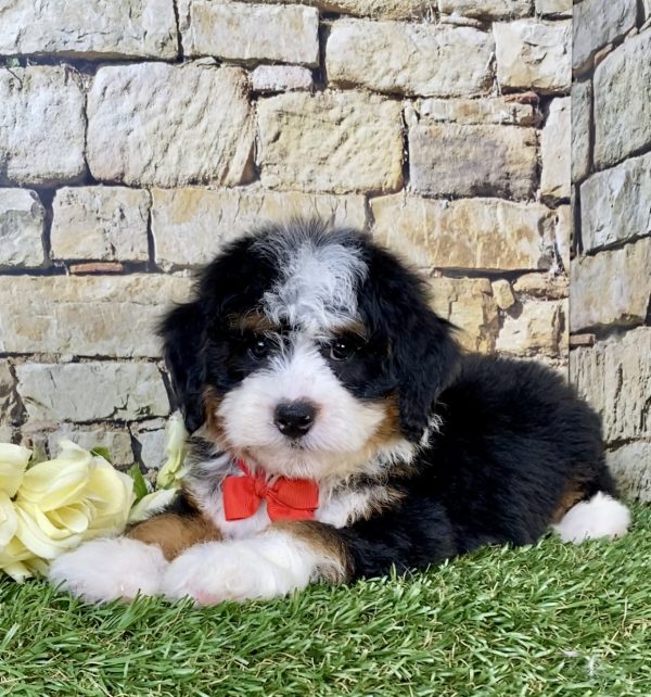 Photo of Mr. Vince the Mini-Bernedoodle puppy