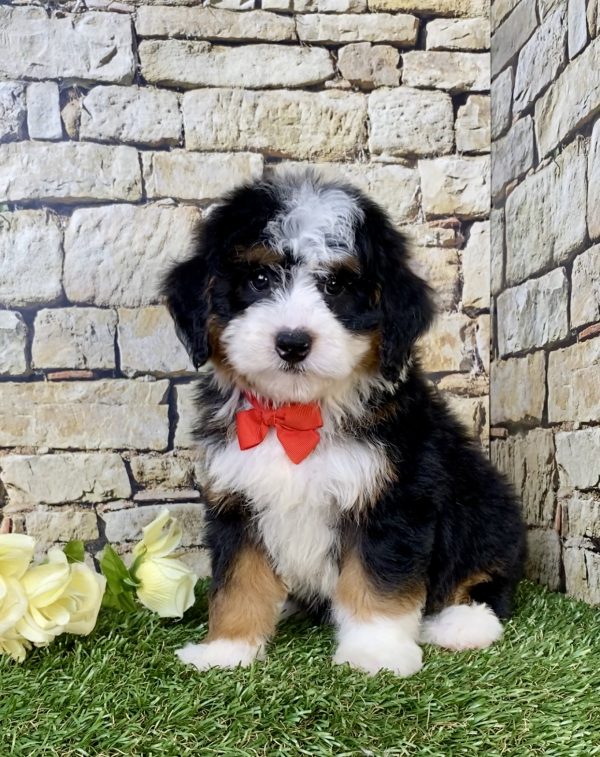 Photo of Mr. Vince the Mini-Bernedoodle puppy