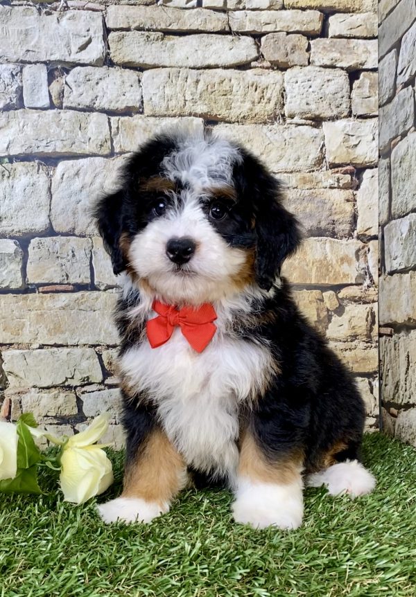 Mr. Vince the Mini-Bernedoodle puppy