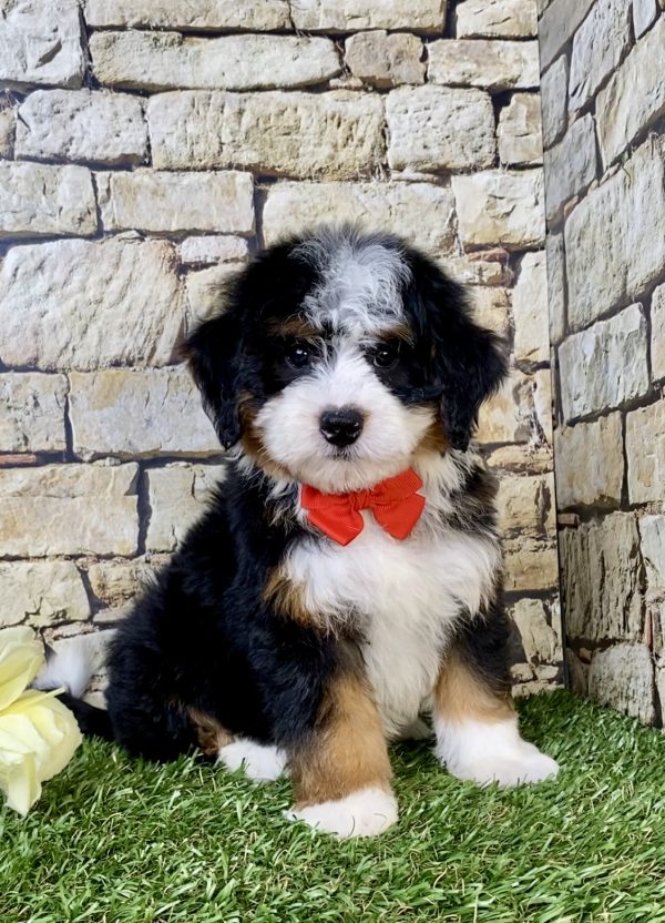 Mr. Vince the  Mini-Bernedoodle puppy