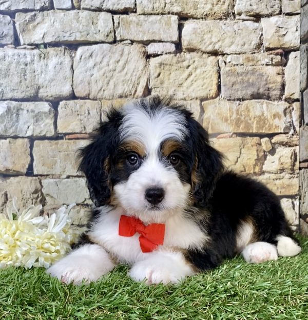 Photo of Mr. Virgil the Mini-Bernedoodle puppy